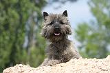 CAIRN TERRIER 186